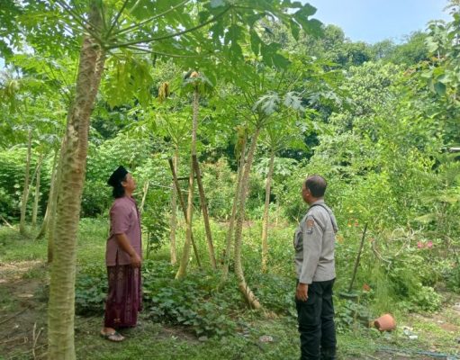 Dukung Asta Cita: Bhabinkamtibmas Polres Bangkalan Pastikan Ketahanan Pangan Di Wilayah Binaan