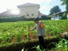 Dukung Ketahanan Pangan, Polisi Penggerak P2B Pantau Progres Lahan Jagung di Cicurug