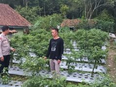 Bhabinkamtibmas Polsek Sukahaji Laksanakan Monitoring Program Ketahanan Pangan di Desa Gunungkuning