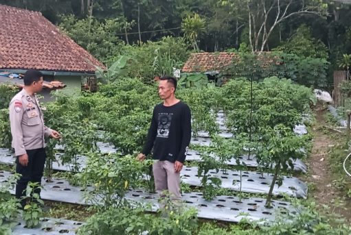 Bhabinkamtibmas Polsek Sukahaji Laksanakan Monitoring Program Ketahanan Pangan di Desa Gunungkuning