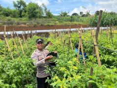 Bhabinkamtibmas Polsek Talaga Tinjau Lahan Tanaman Cabai dan Bantu Petik Cabai
