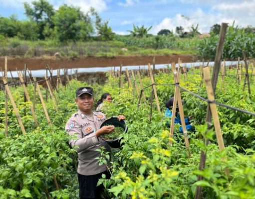 Bhabinkamtibmas Polsek Talaga Tinjau Lahan Tanaman Cabai dan Bantu Petik Cabai