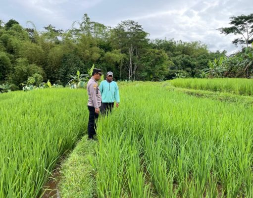 Bhabinkamtibmas Lakukan Pengecekan Lahan Pertanian