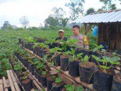 Bhabinkamtibmas Polsek Cikijing Ajak Warga Tanam Pangan Bergizi Dengan Memanfaatkan Pekarangan Rumah