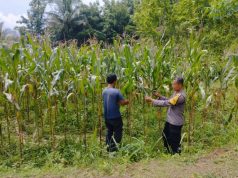 Polsek Cijeungjing Ajak Poktan Ikut Wujudkan Swasembada Pangan