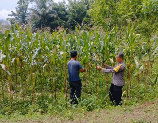 Polsek Cijeungjing Ajak Poktan Ikut Wujudkan Swasembada Pangan