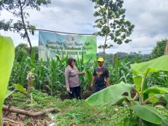 Polresta Bogor Kota Monitoring Ketahanan Pangan Pertanian Jagung Kelompok Tani Sugih Rahayu
