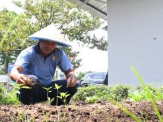Lanud Husein Sastranegara Panen Sayuran dari Pemanfaatan Lahan Kosong Untuk Ketahanan Pangan
