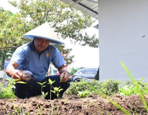 Lanud Husein Sastranegara Panen Sayuran dari Pemanfaatan Lahan Kosong Untuk Ketahanan Pangan