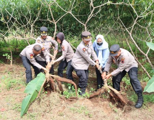 Kapolres Salatiga Panen Raya Singkong Gatotkaca