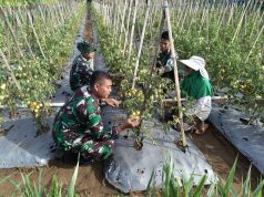 Lanud Husein Sastranegara Aktif Dukung Ketahanan Pangan