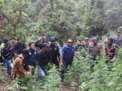 Kronologi Ditemukannya 59 Titik Ladang Ganja di TNBTS-Bromo