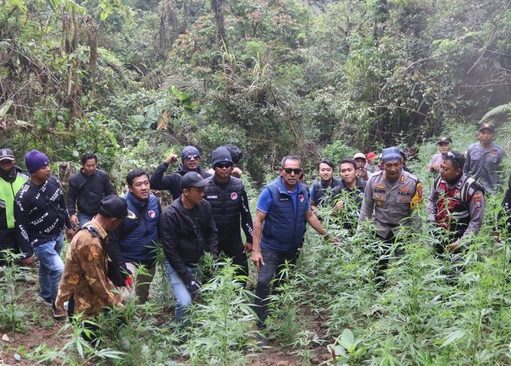 Kronologi Ditemukannya 59 Titik Ladang Ganja di TNBTS-Bromo