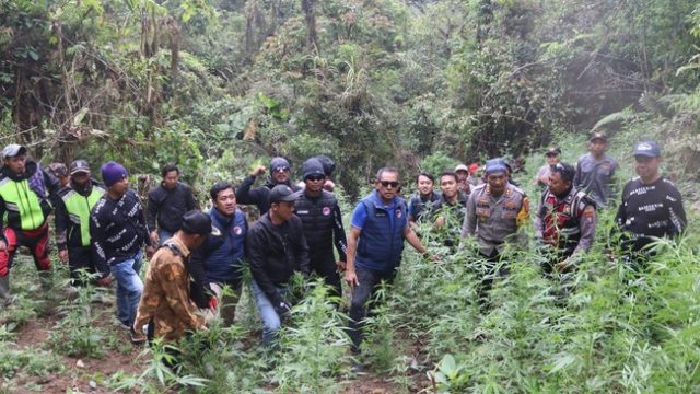 polisi-temukan-48-ribu-batang-pohon-ganja-di-wilayah-tnbts-4-jadi-tersangka_169