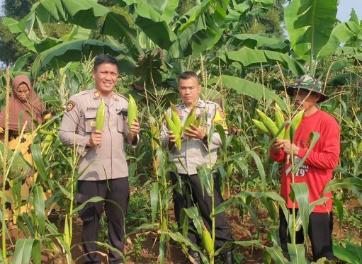 Kapolsek Nyalindung Hadiri Pendampingan Masa Panen Jagung di Desa Wangunreja