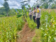 Dukung Ketahanan Pangan Kapolsek Kalibunder Bersama Kelompok Tani Harum III Laksanakan Panen Jagung