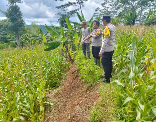 Dukung Ketahanan Pangan Kapolsek Kalibunder Bersama Kelompok Tani Harum III Laksanakan Panen Jagung
