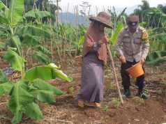 Bhabinkamtibmas Desa Kartaangsana Dampingi Tanam Jagung Dalam Program Ketahanan Pangan