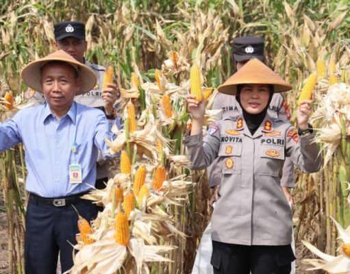 Keberhasilan Program Ketahanan Pangan Nasional: Sinergi Kolaboratif Menuju Swasembada Jagung 2025