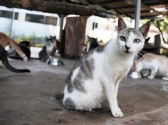 Pramono Minta Pengembangan Pulau Kucing Berorientasi Jangka Panjang