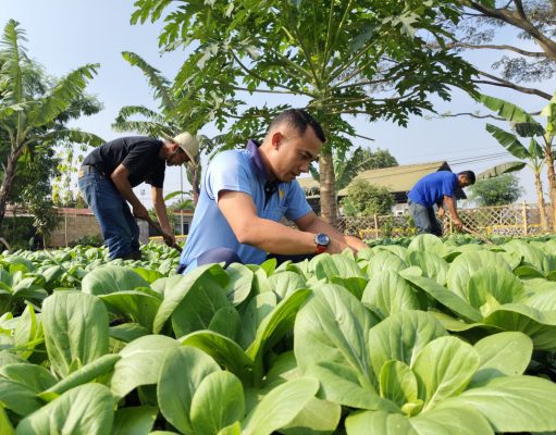 Dukung Ketahanan Pangan, Lanud Husein Sastranegara Perhatikan Kualitas Tanaman