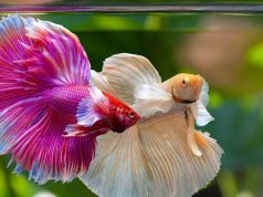 Kontes Ikan Cupang Hias dan Bazar Pertanian dibuka Wakot Depok