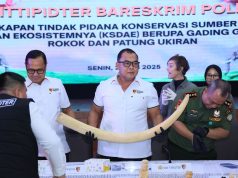 Dittipidter Bareskrim Polri Bongkar dan Tetapkan 4 Tersangka Penjualan Gading Gajah Ilegal