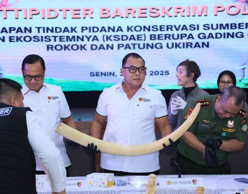 Dittipidter Bareskrim Polri Bongkar dan Tetapkan 4 Tersangka Penjualan Gading Gajah Ilegal