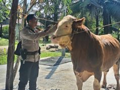 Sapi Milik Bhabinkamtibmas Terpilih Jadi Hewan Kurban Presiden Prabowo di Indragiri Hulu