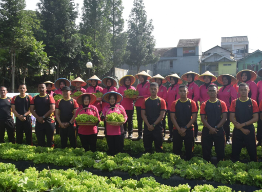 Satbrimob Polda Jabar Panen Raya Selada Keriting