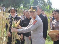 Wujud Sinergi Ketahanan Pangan Polres Garut Gelar Panen Raya Jagung
