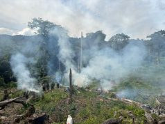 Bareskrim Polri Bongkar Ladang Ganja Seluas 25 Ha