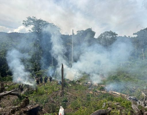 Bareskrim Polri Bongkar Ladang Ganja Seluas 25 Ha