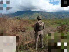 Dukung Program Swasembada Pangan Nasional, Satgas Ops Damai Cartenz Amankan Penanaman Jagung Serentak di Wamena