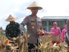 Kapolres Trenggalek Gelar Panen Raya Jagung Kuartal IV Targetkan Peningkatan Produktivitas