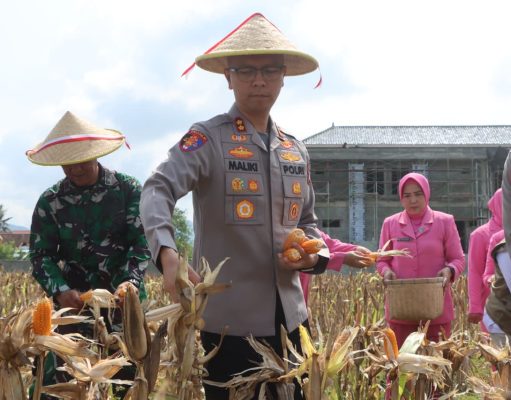 Kapolres Trenggalek Gelar Panen Raya Jagung Kuartal IV Targetkan Peningkatan Produktivitas