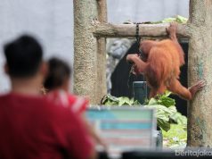 Taman Margasatwa Ragunan Mulai Diuji Coba Sebagai Wisata Malam