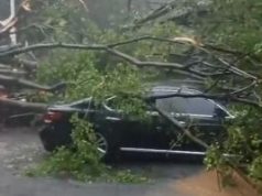 Lagi di Jaksel, Seorang Pengendara Tewas Akibat Pohon Tumbang
