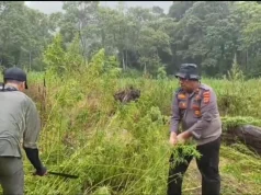 Ladang Ganja di Aceh Seluas 51,75 Hektare Terdiri dari 26 Titik Ditemukan oleh Bareskrim Polri