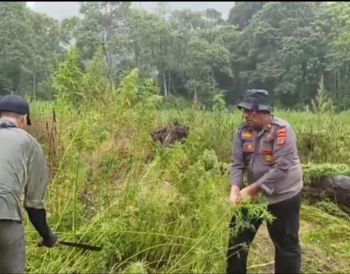 Ladang Ganja di Aceh Seluas 51,75 Hektare Terdiri dari 26 Titik Ditemukan oleh Bareskrim Polri