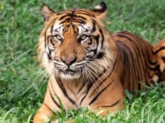 Kasus Harimau Viral di Ragunan akan di Cek Pramono