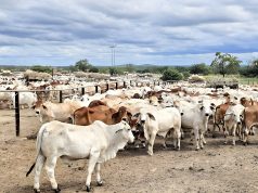 Jelang Nataru Dharma Jaya Siapkan 1.000 Ton Daging Sapi