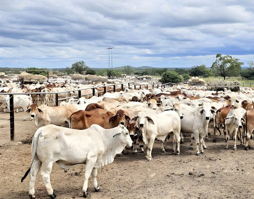Jelang Nataru Dharma Jaya Siapkan 1.000 Ton Daging Sapi