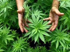 Ungkap Ladang Ganja di Sungai Tarab, Satu Pelaku Diamankan