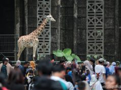 Liburan Nataru 408.755 Wisatawan Kunjungi Taman Margasatwa Ragunan