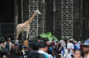 Liburan Nataru 408.755 Wisatawan Kunjungi Taman Margasatwa Ragunan