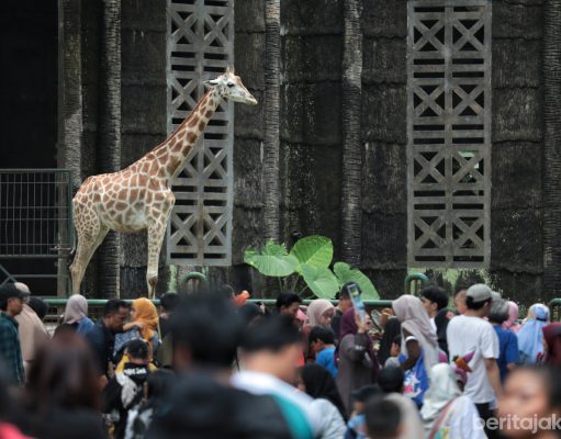 Liburan Nataru 408.755 Wisatawan Kunjungi Taman Margasatwa Ragunan
