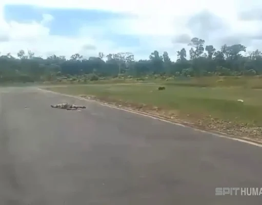 Insiden Penembakan Pesawat di Papua, Penumpang Pesawat Smart Air Selamat