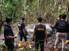 Polda Riau Persempit Aksi Pemburu Gajah dan Selidiki Jaringan Penjualan Gading