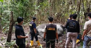 Polda Riau Persempit Aksi Pemburu Gajah dan Selidiki Jaringan Penjualan Gading